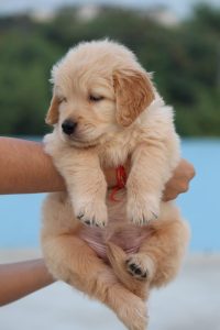 Golden retriever puppies for sale!!!
