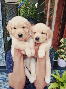 GOLDEN RETRIEVER PUPPIES FOR SALE