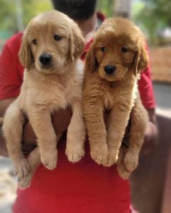 Golden retriever puppies for sale