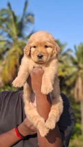 Golden retriever puppies for sale