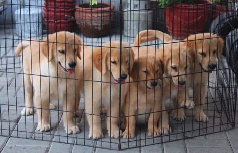 Golden Retriever puppy