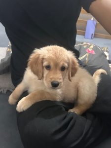 Golden Retriever puppy for sale