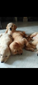 Golden retriever puppy