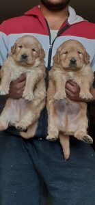 Golden Retriever Pups For Sale Delhi