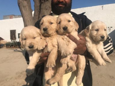 GoldenRetriever Puppies Ready For Sale Trust Kennel