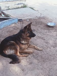 Gsd adult female for sale