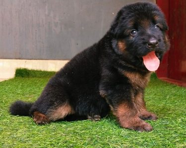 Gsd long coat puppies 6282260887