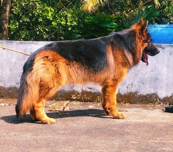 Gsd matting stud service available call 6282260887