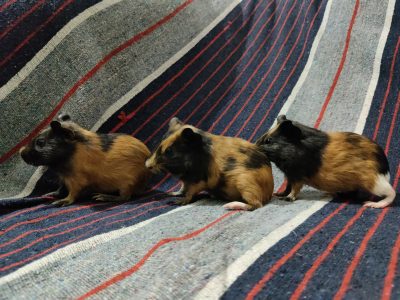 3 Guinea pigs with cage and bottle - 9601995203