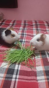 Guinea pigs