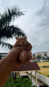 Hamster