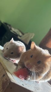 Hamster (1 month old)