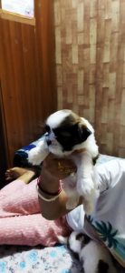 HEALTHY & ACTIVE SHIHTZU DOODIES ARE READY TO GO NEW HOMES ROYAL ORCHID PAWS