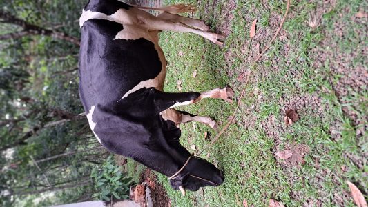 HF cow for sale