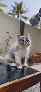 High quality Persian cat kittens available 62822608870887