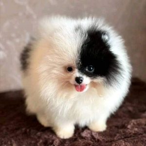 High quality toy pom, culture pom, mini pom puppies available 6282260887