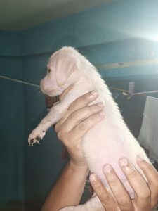 Home breed Labrador puppies