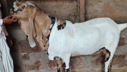 Home delivery available delivery