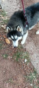 Husky 11 month female ( Blue eye)