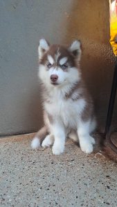 Husky