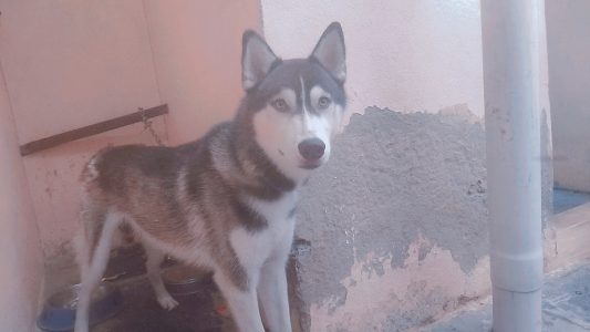 Husky male 1year old