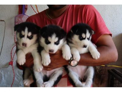 Husky puppies available Top quality