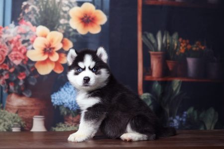 Husky puppies available