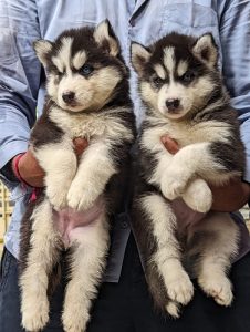 Husky puppies available in Chennai