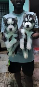 Husky puppies available in Chennai