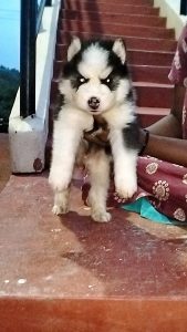 Husky puppies available in Chennai