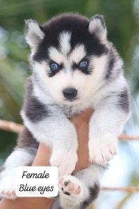 Husky puppies available in Chennai