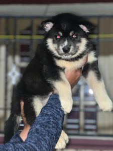 Husky puppy available in Chennai