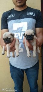 IMPORT LINEAGE PUG PUPPS @ ROYAL ORCHID PAWS 9205546224