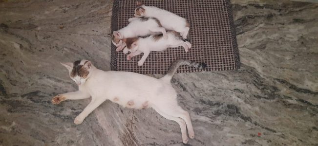 Indian cats for adoption