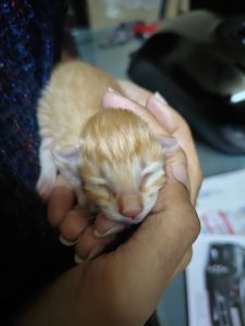 Indian kitten