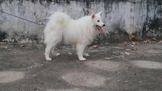 Indian spitz male dog 4 sale