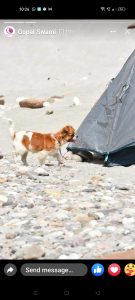 Jack Russell Pups Available Here Trust Kennel