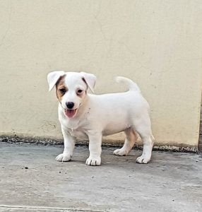 Jack Russell Pups Litter For Sale Delhi Trust Kennel