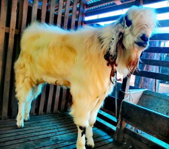 Jamnapyari male goat for sale