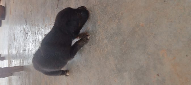 Jarman saifad ka fimel