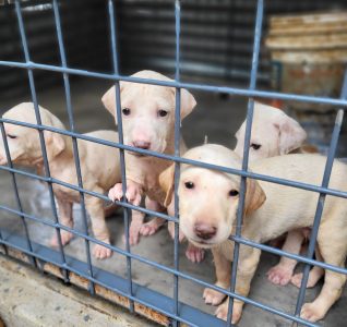Kani and rajapalayam puppies for sale