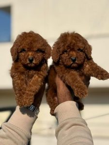 KCI registered Poodle puppies available in Goa