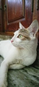 1 kitten and one cat for adoption