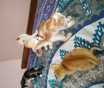 Kittens for adoption