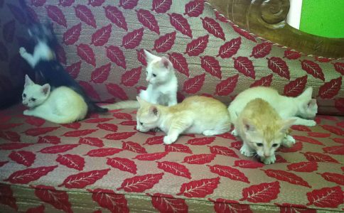 Kittens for adoption