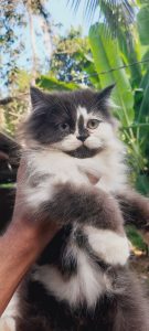 Kittens and adult Persian cat available ☎️☎️6282260887