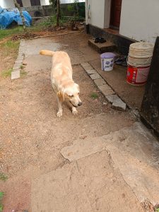 Lab 11 months Offwhite