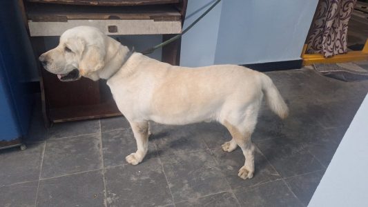 Lab dog for sale Male