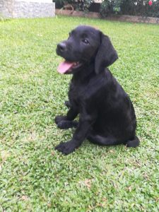 Lab Female Puppy