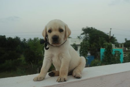 Lab PUPPIES available in Chennai